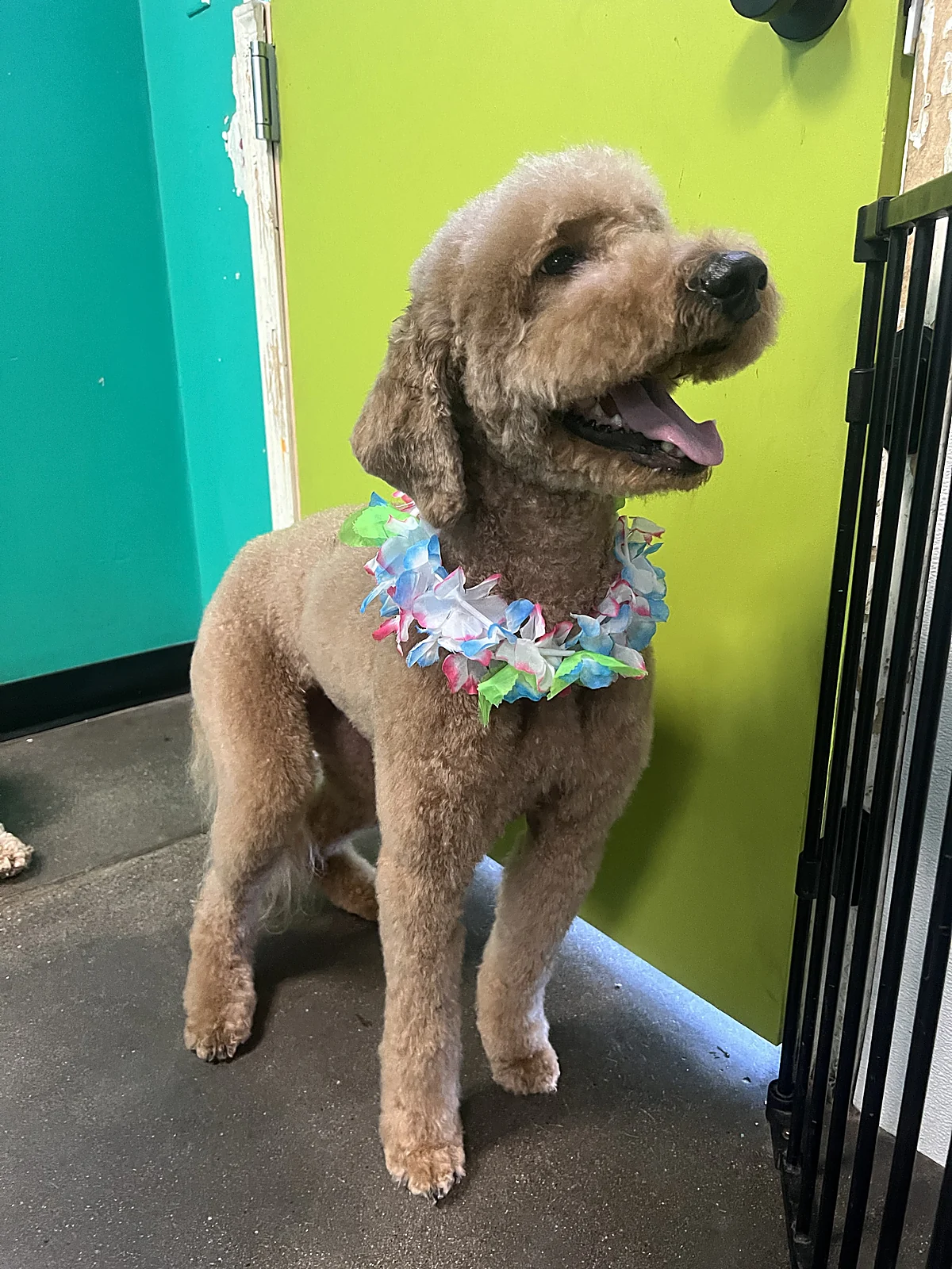 A freshly groomed doodle in an Aloha lei at Johnnys Doghouse, Tempe