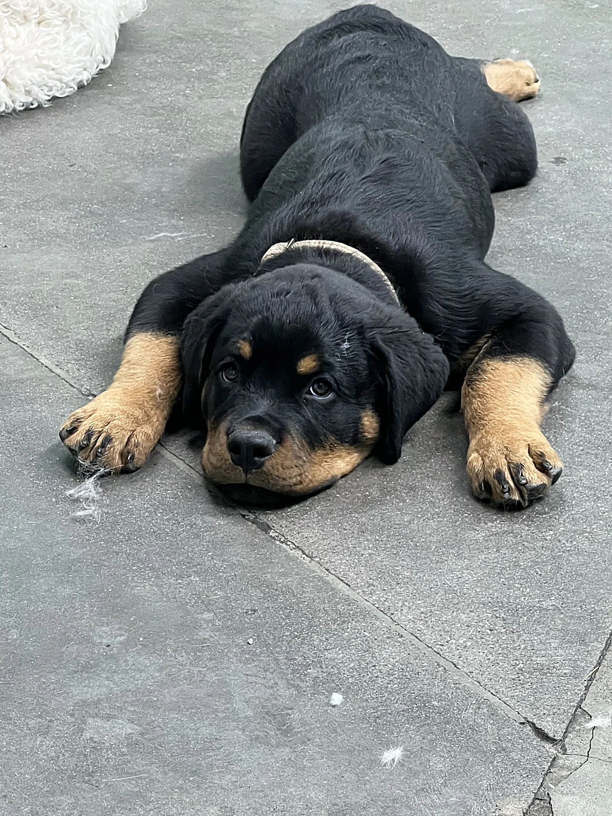 A Rottweiler puppy relaxing at Johnnys Doghouse, Tempe