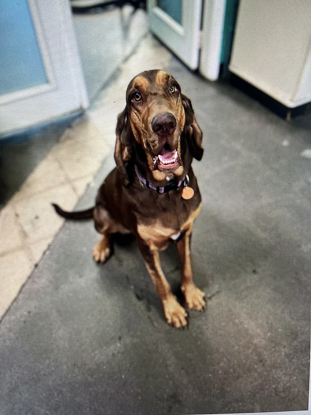 A happy hound greeting the camera at Johnnys Doghouse, Tempe