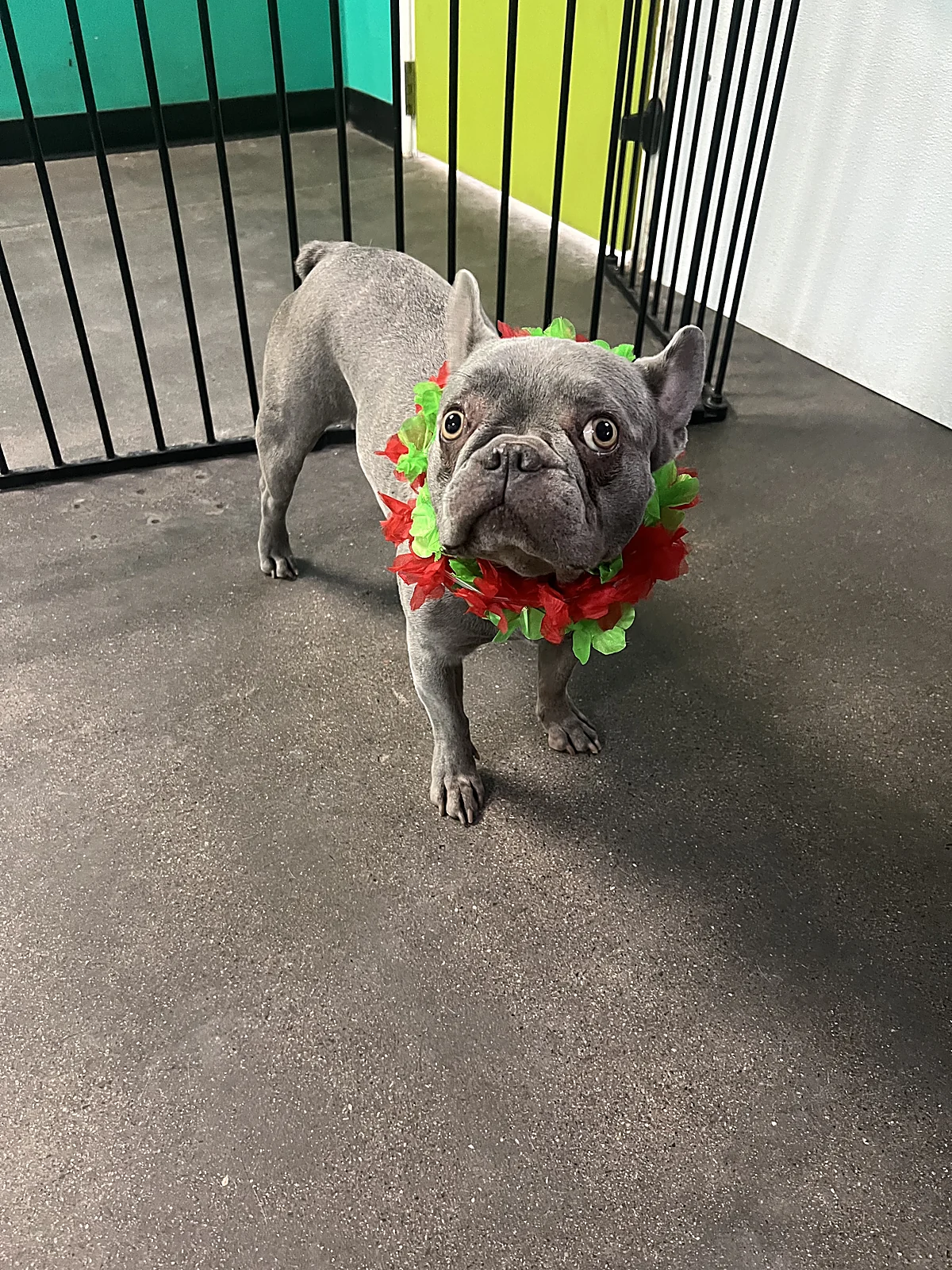 A French bulldog in an Aloha lei at Johnnys Doghouse, Tempe