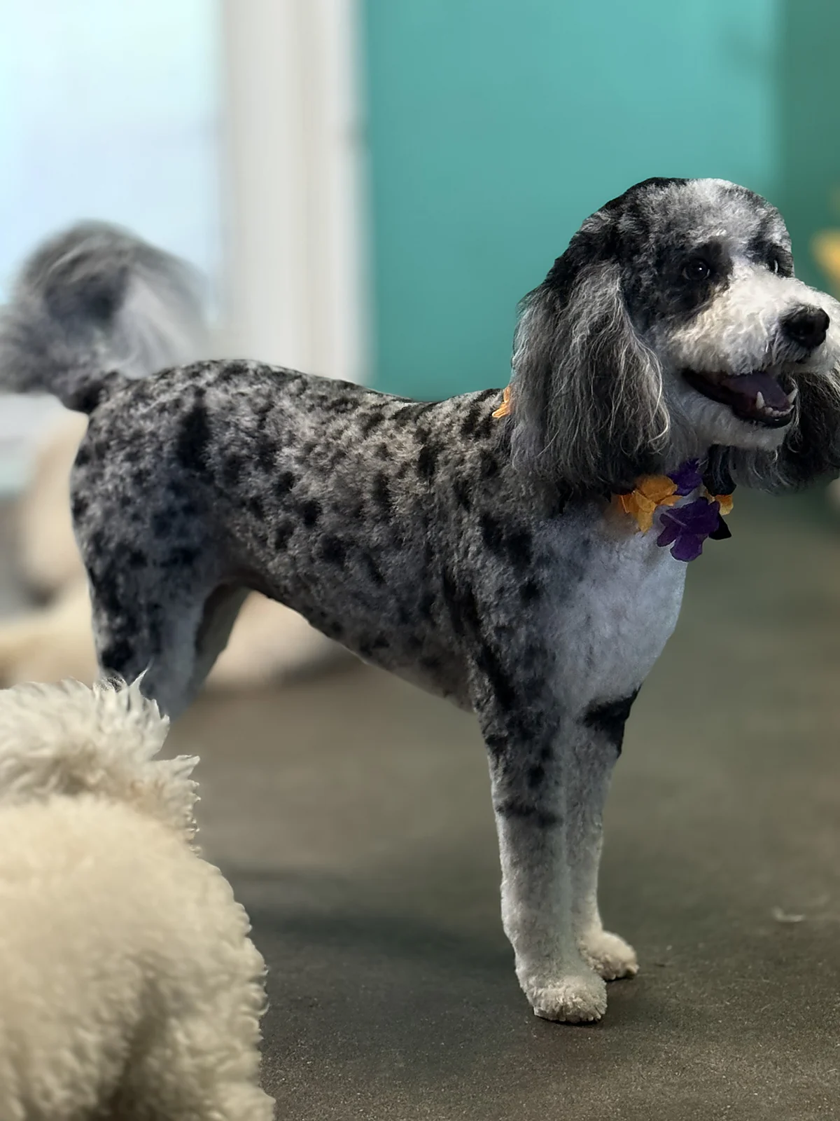 A freshly groomed merle doodle at Johnnys Doghouse, Tempe