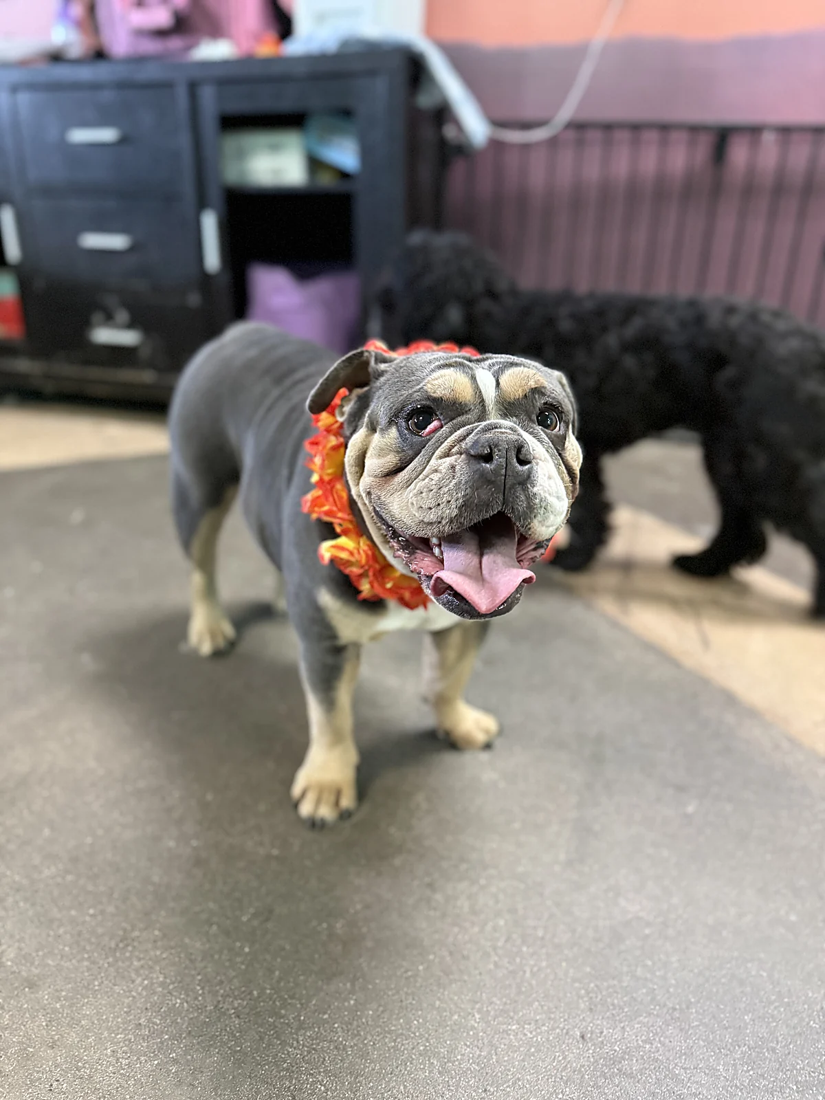 A smiling English bulldog at Johnnys Doghouse, Tempe