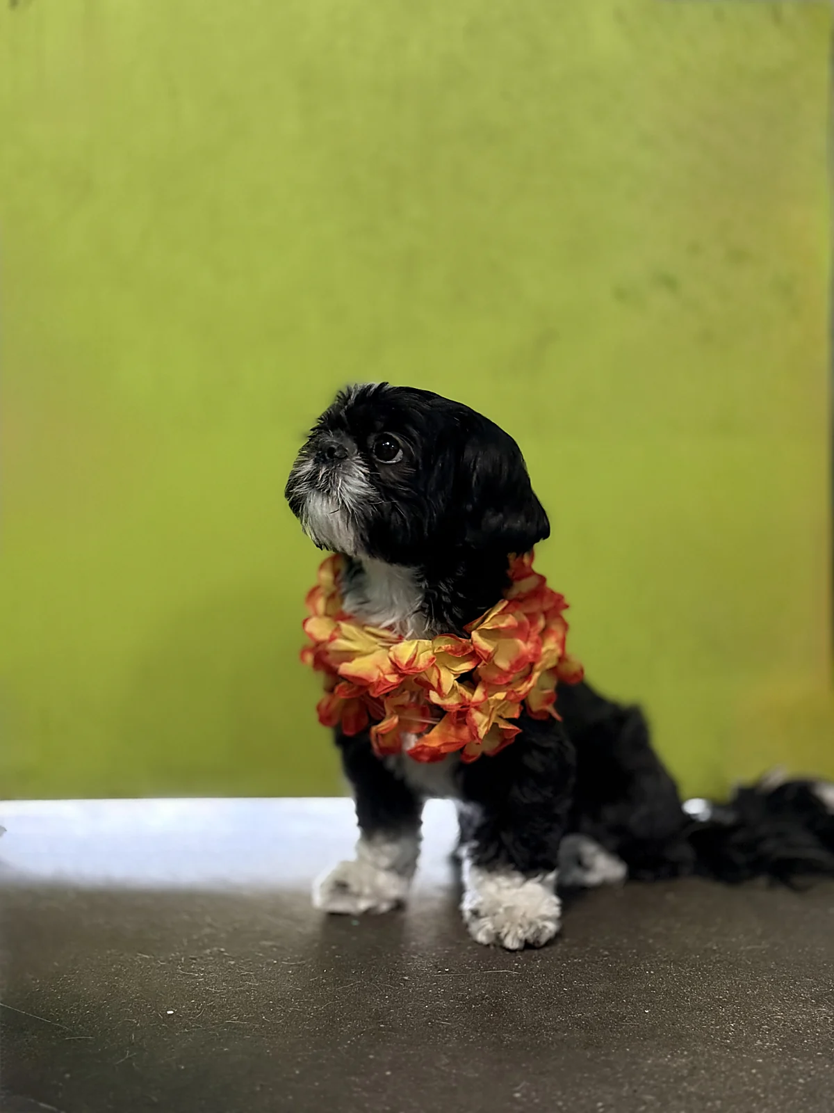 A freshly groomed shih tzu puppy at Johnnys Doghouse, Tempe