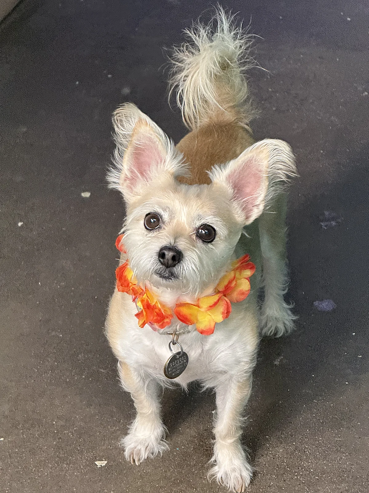A little terrier in an Aloha lei at Johnnys Doghouse, Tempe