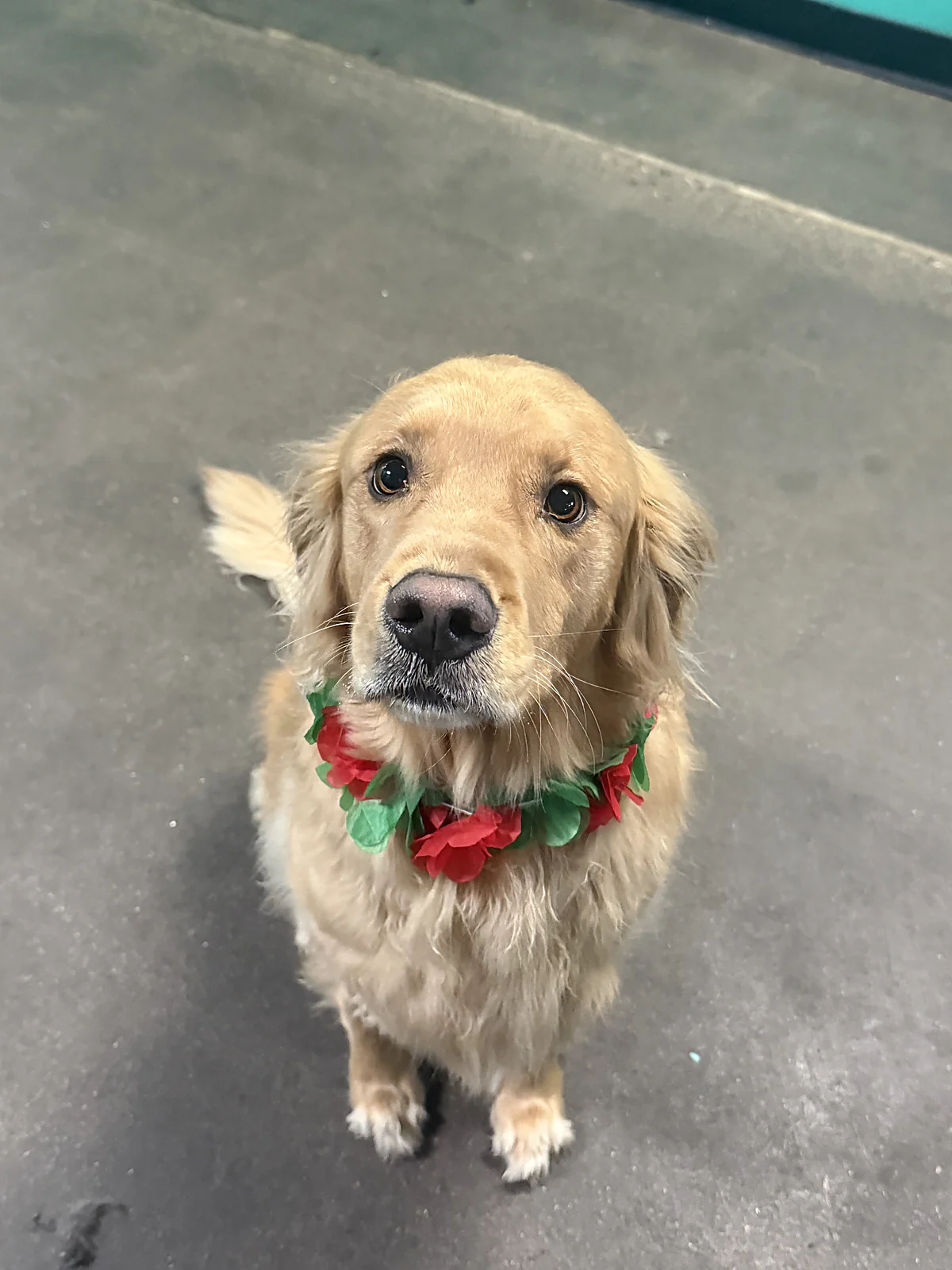 A freshly groomed golden retriever at Johnnys Doghouse, Tempe