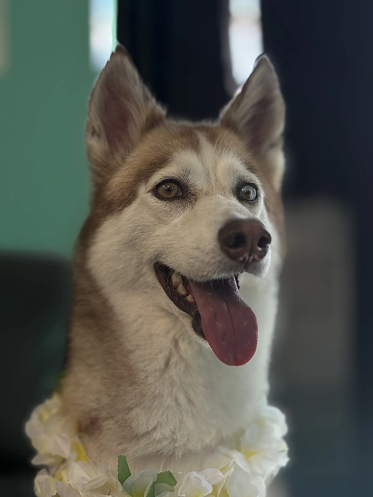 A husky portrait at Johnnys Doghouse, Tempe