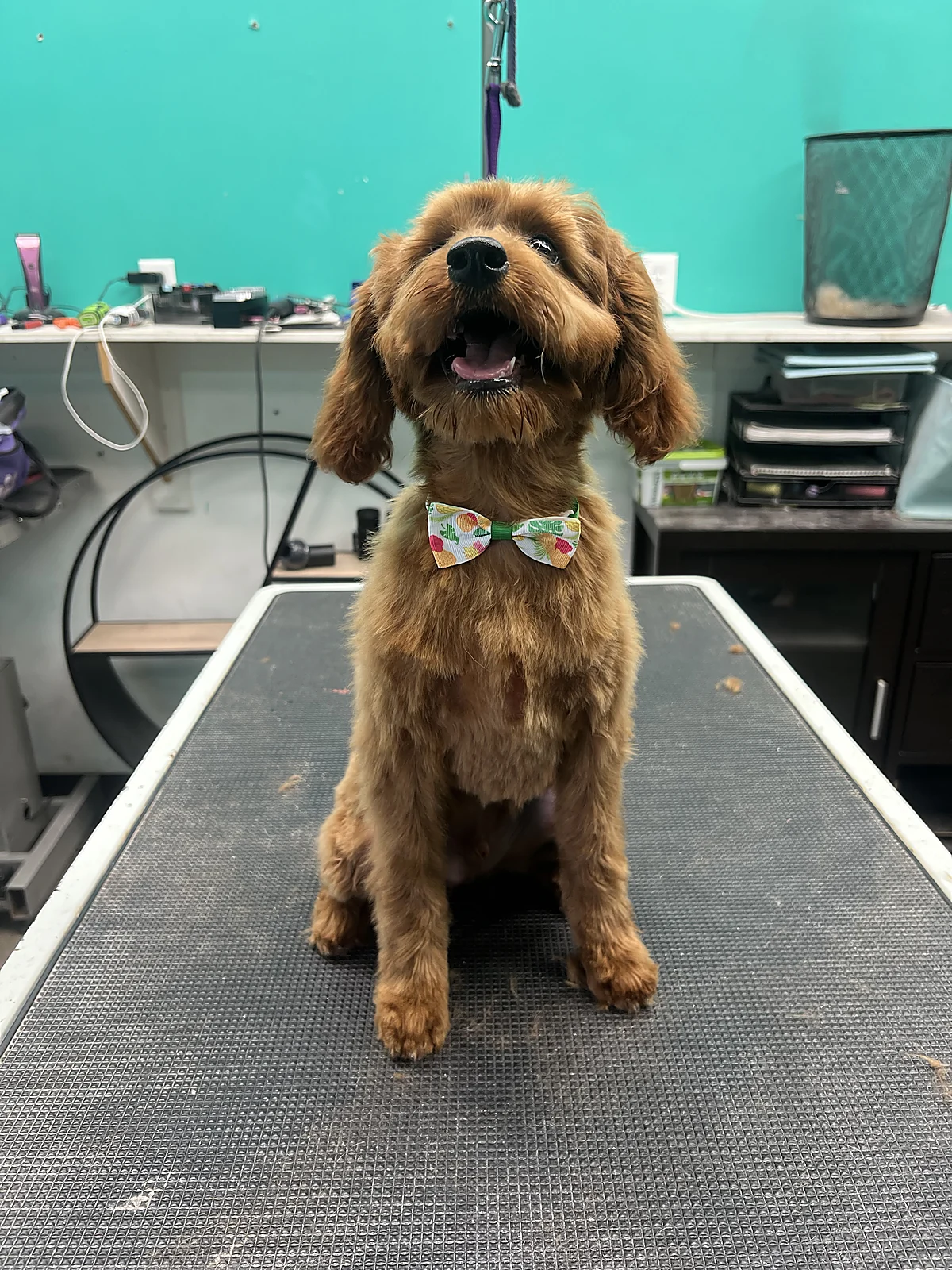 A freshly groomed doodle with a bow tie at Johnnys Doghouse, Tempe
